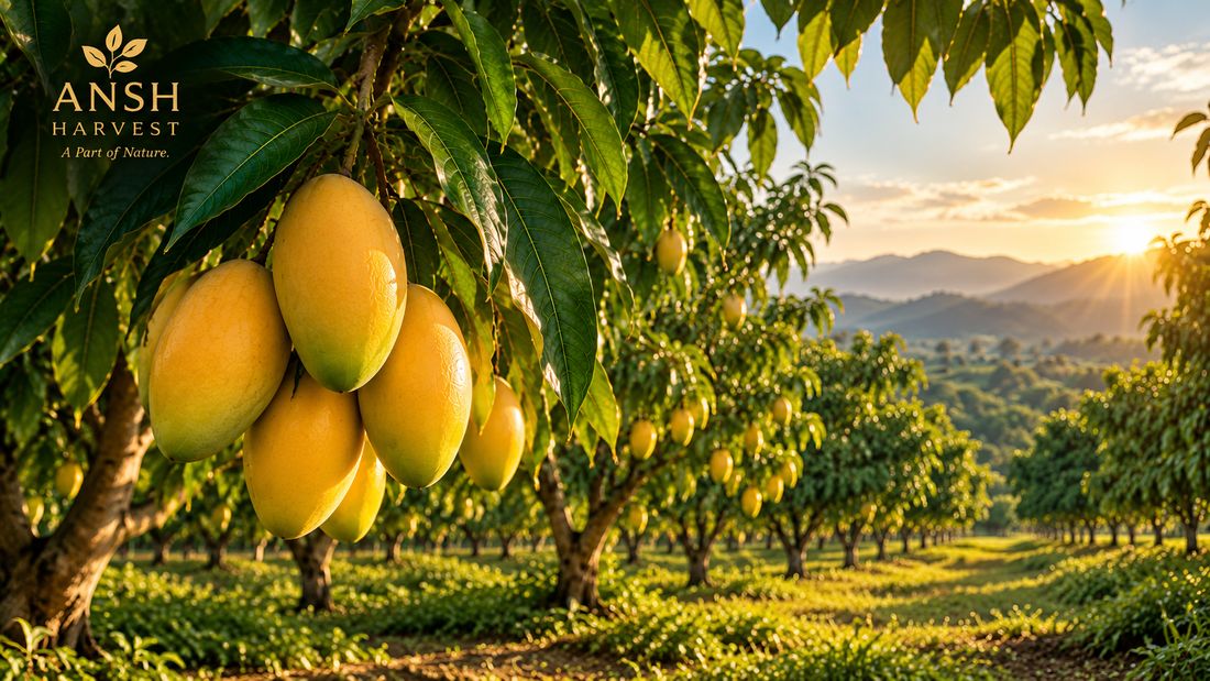 Mangoes ripening on the tree in an orchard at sunset